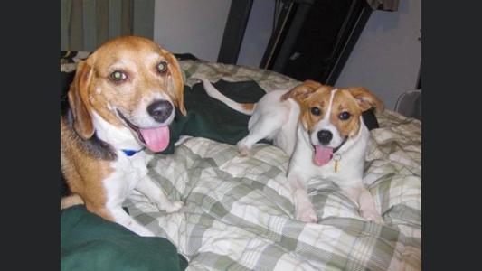 Dog on right-LAdy