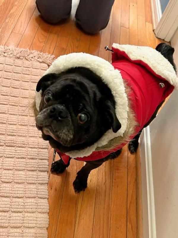 Sam the Pug