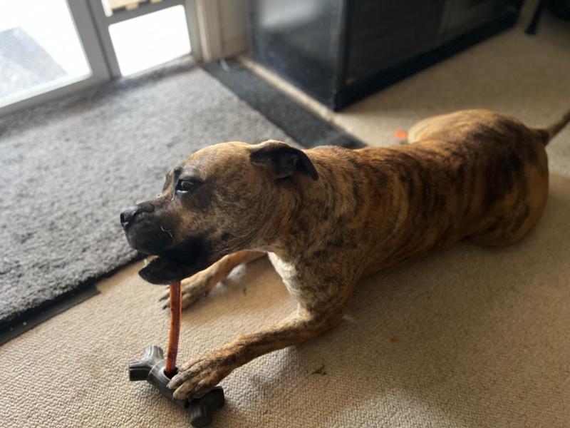 A Must-Have for Power Chewers!