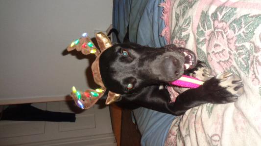 the trick is to give a dog a bone, when trying on the antlers !!