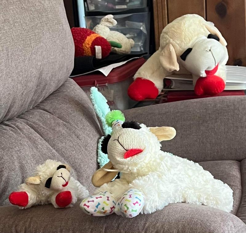 3 of Hachi’s Lambchops