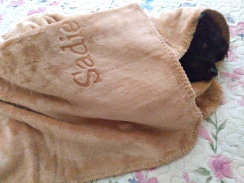 Sadie sound asleep in her new blanket from my sister.