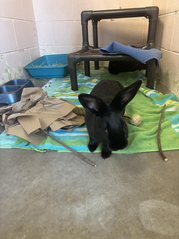 Playing with enrichment items from chewy