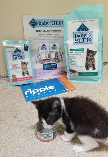 Blue kitten hotsell wet food