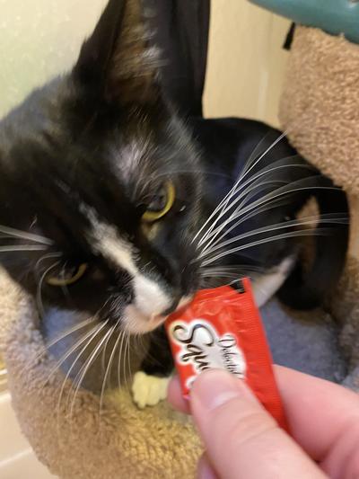 Cat #3- attempting to eat the package