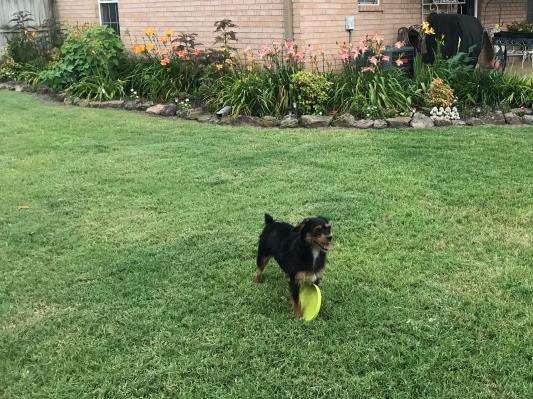 West Paw Zogoflex ZISC® Flexible Dog Frisbee Disc Toy — Animal