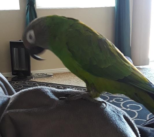 THIS IS OUR MR. GUIDO