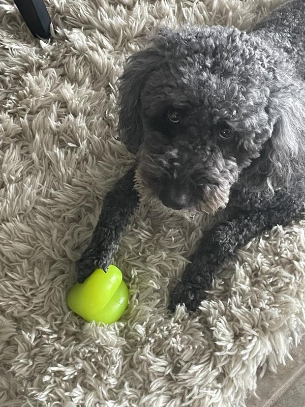 Leave My Toy Alone😜