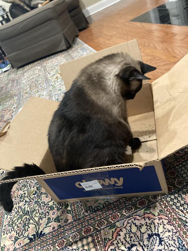 FRISCO StepIn Cat Scratcher Toy with Catnip, Blue Daisies