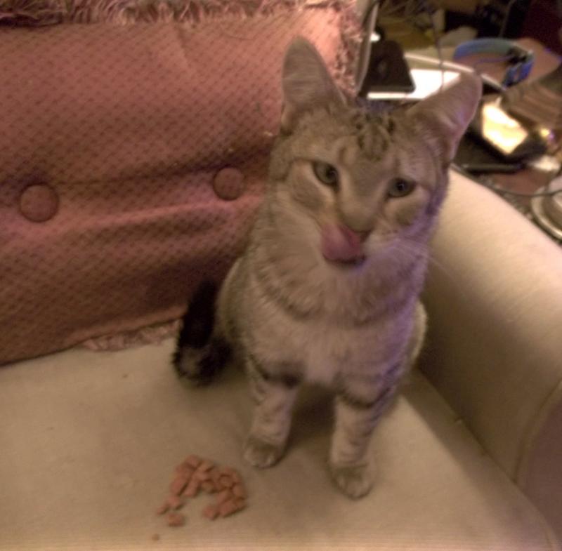 Murphy is a popular drop-in, but he comes for the Meow Mix!