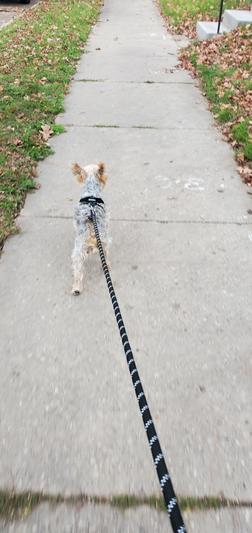 Early morning fall time walk