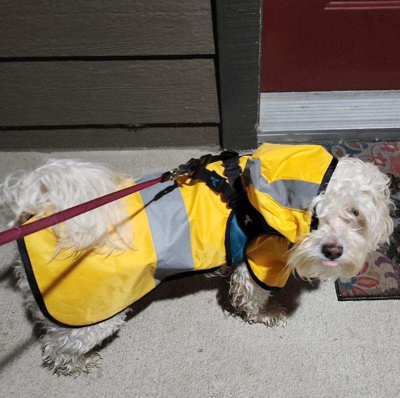 Frisco rubber outlet ducky dog raincoat