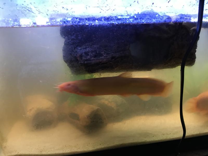 Reggie the dojo loach beneath the ZooMed log