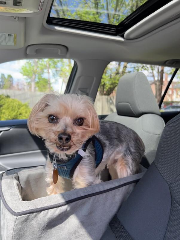 Carleto with new harness and car seat