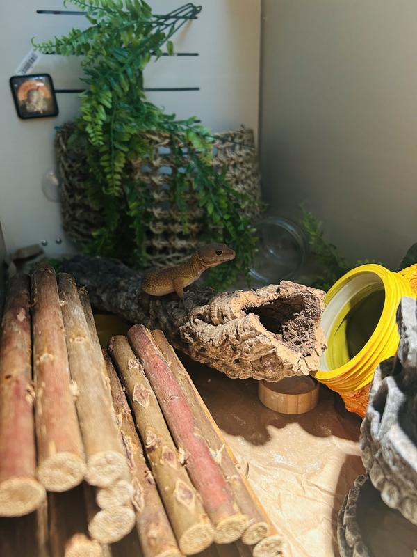 DBDPet Natural Cork Rounds & Half-Rounds - Create Awesome Reptile Terrariums