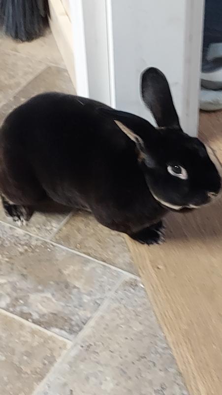 Muffin looking at her crunch stick