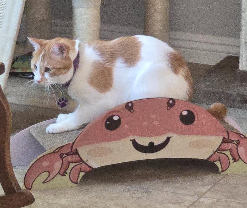 Khaleesi loves it too