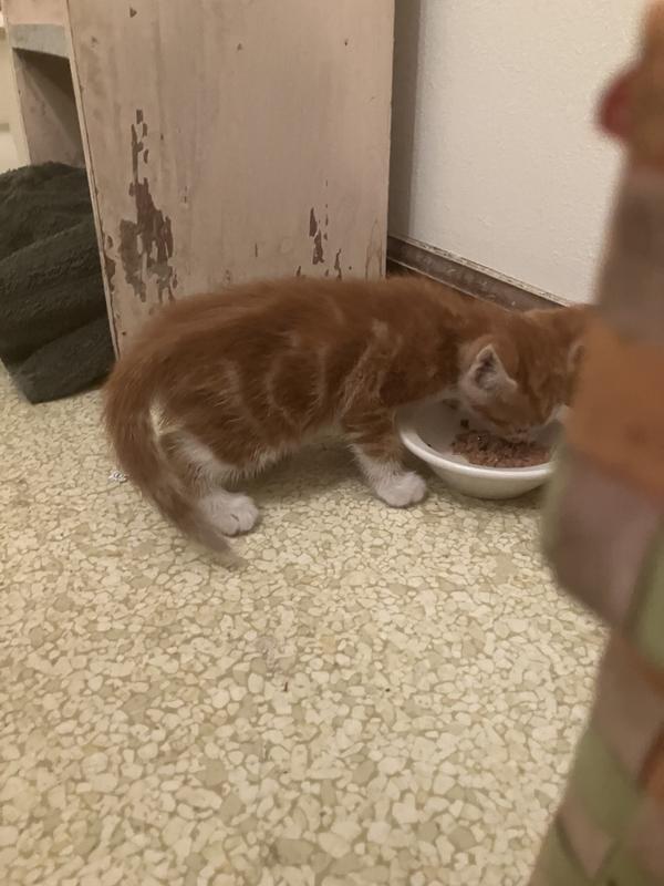 Oscar loved his milk replacement “gravy”