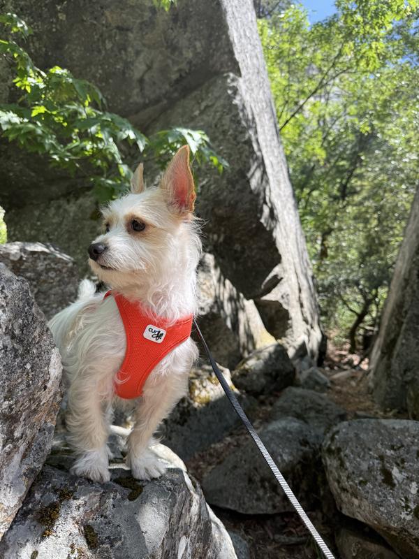 Julio, the 12 lb trail wonder dog!