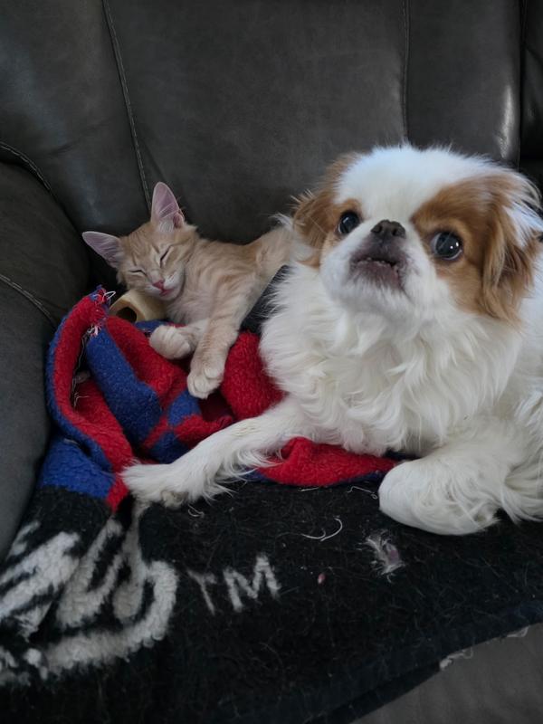 BooBoo and Simba