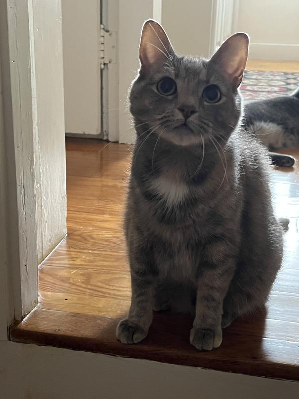 Discontinued KITTY'S WONDERBOX Disposable Litter Box, 3 count