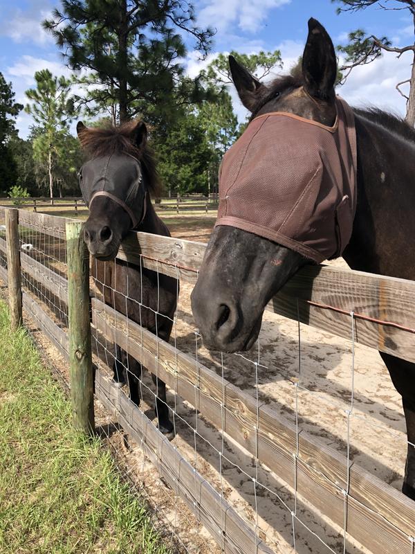 Waiting for their mash…