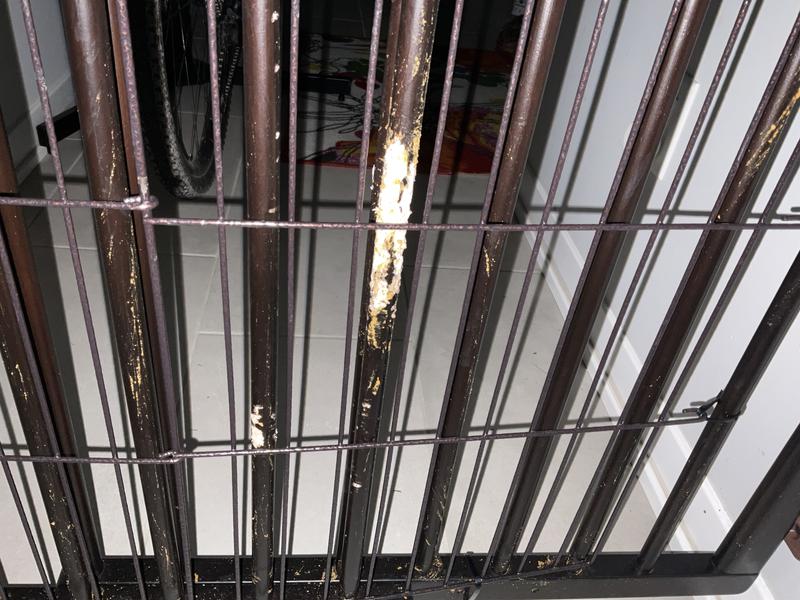 Less than 5 minutes of chewing - oops I added the room divider