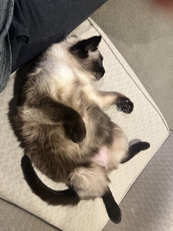 Happy tummy