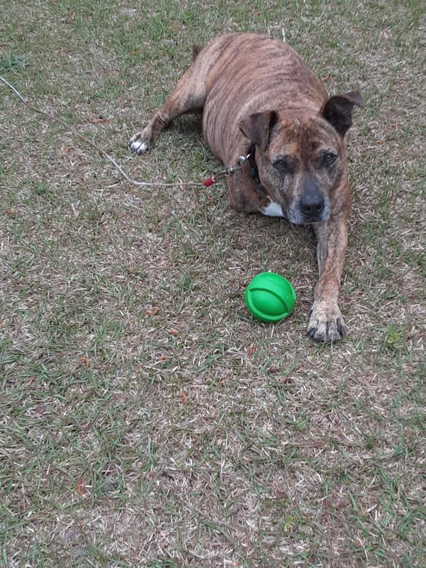 CAROLINA PRIME PET Alaskan Salmon Jerky Dog Treats, 1lb bag