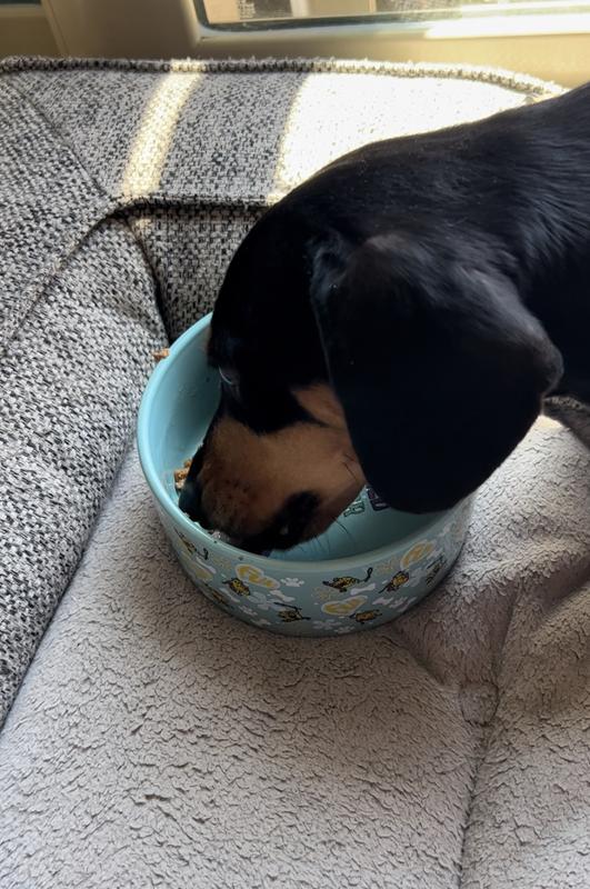 JINX Beef & Sweet Potato Chopped Recipe GrainFree Wet Dog Food, 13oz