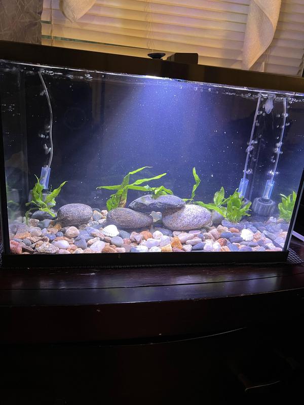 FRISCO Aquarium, 5.5gal