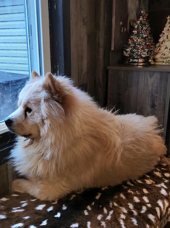 Opossum watching from the window seat.