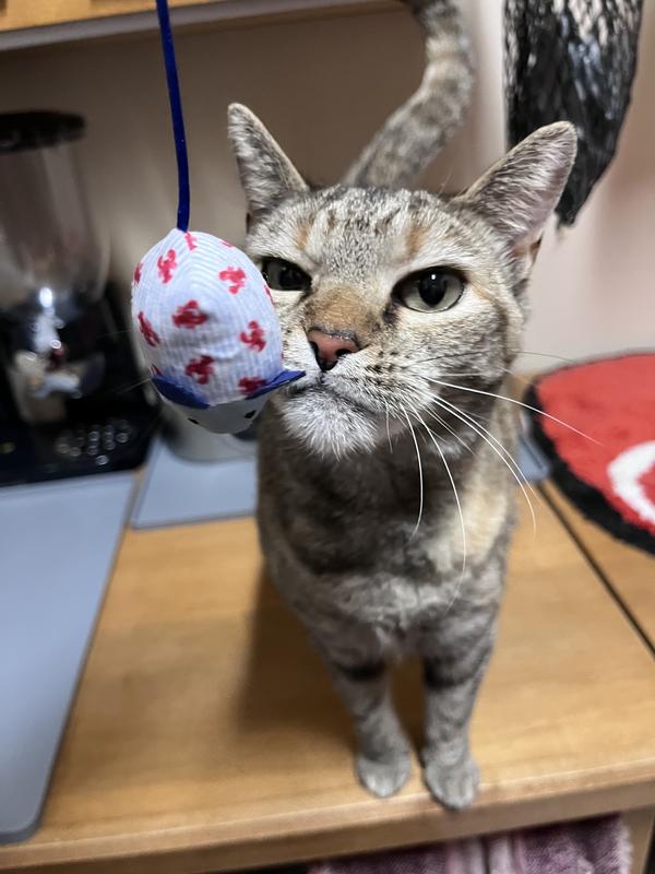 CEO of Mouse Control