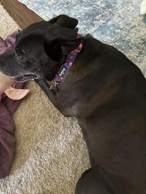 Luna wearing her new collar