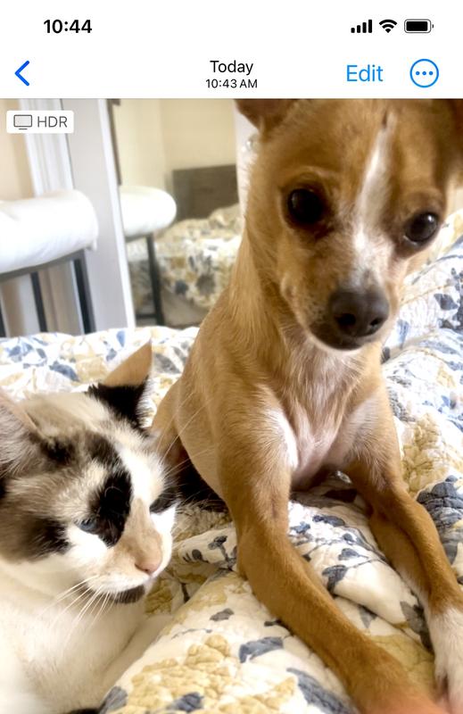 Barley, 4y.o., 12 lbs.