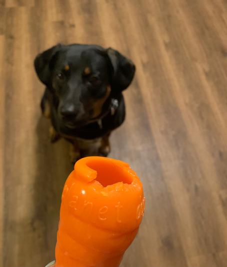 Planet Dog Orbee-Tuff Foodies Carrot Treat Dispensing Dog Toy - Northwest  Pets