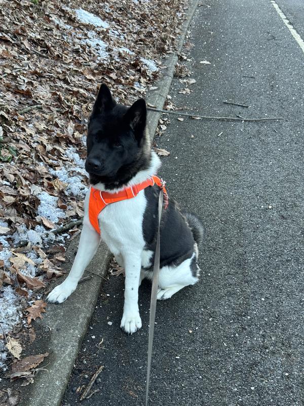 Dilly looking so cute in her orange harness