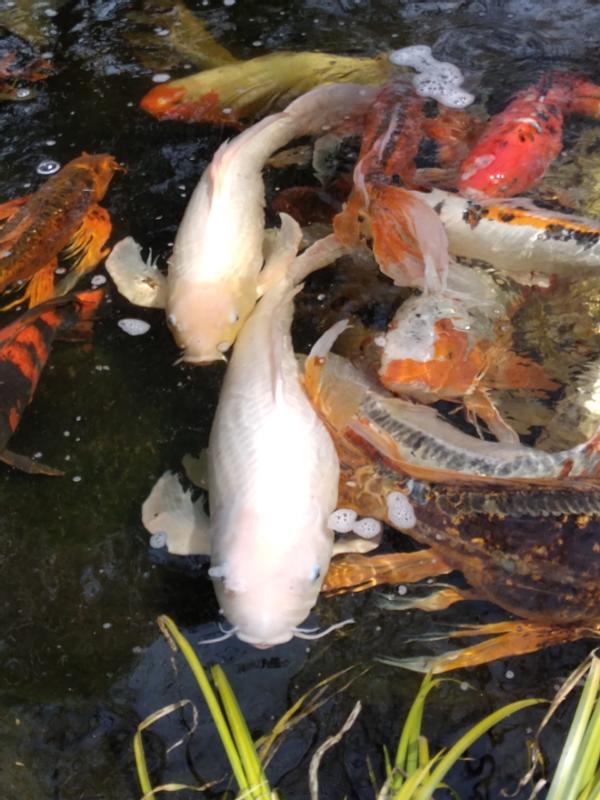 Blackwater hotsell koi food