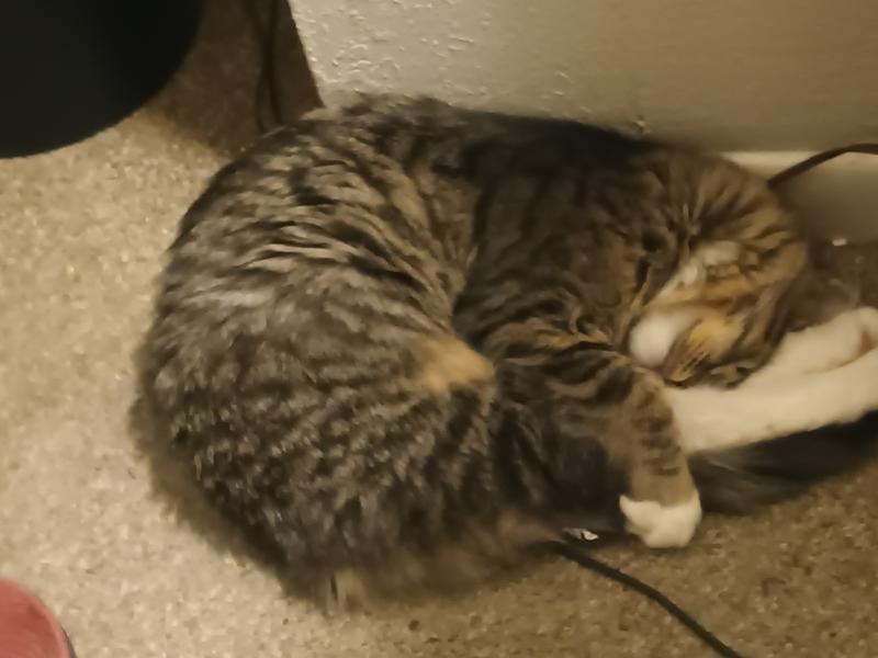 My Happy Critter