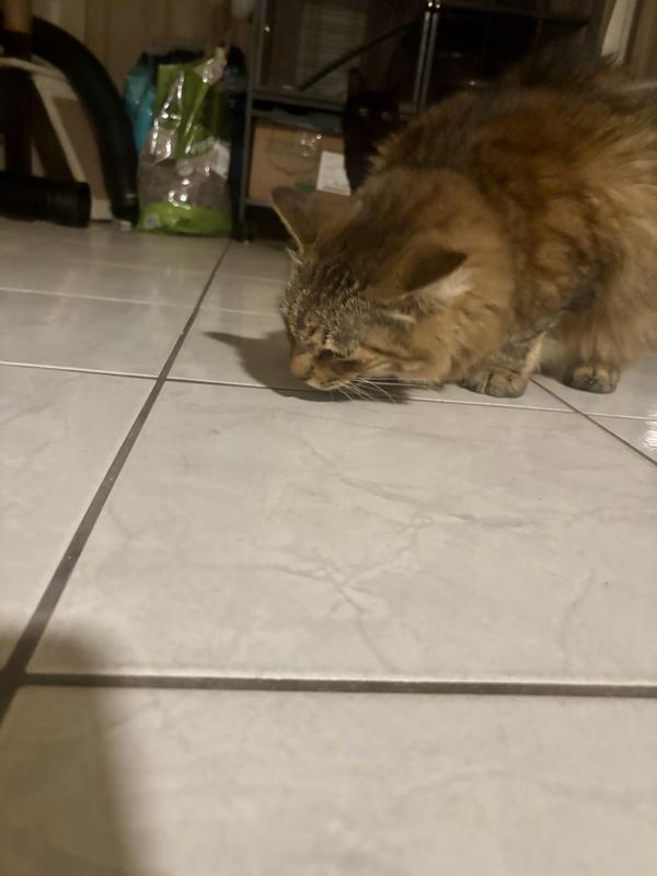 My cat eating the treats!