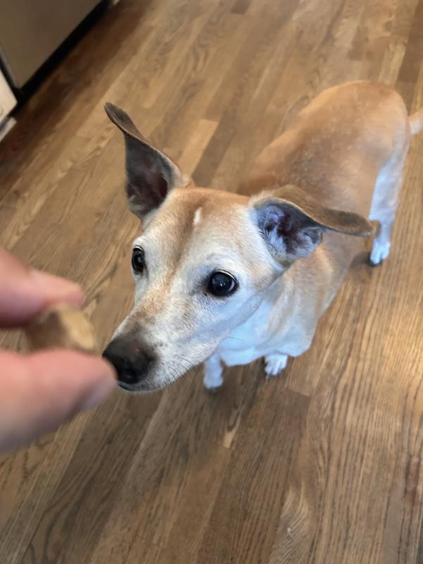 Acorn can't see very well but she is loving the smell of the treat!
