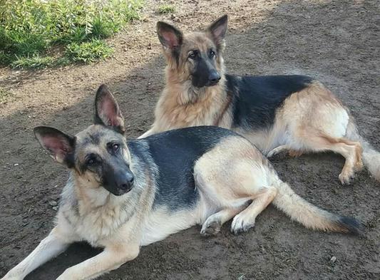 Two of my rescues, Charming and Scarlett. Bonded Mom and Daughter.