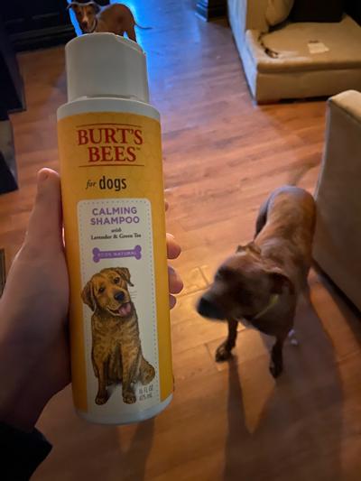 Burt's bees outlet calming dog shampoo