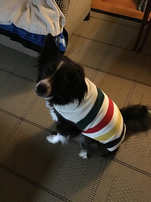 Extremely cute and comfortable when she is outside in the cold.