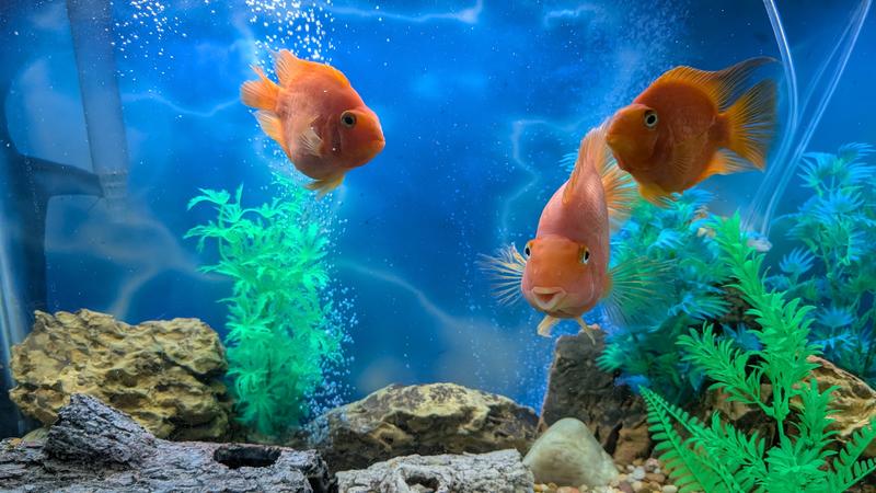 Parrot Fish enjoying their new landscape.