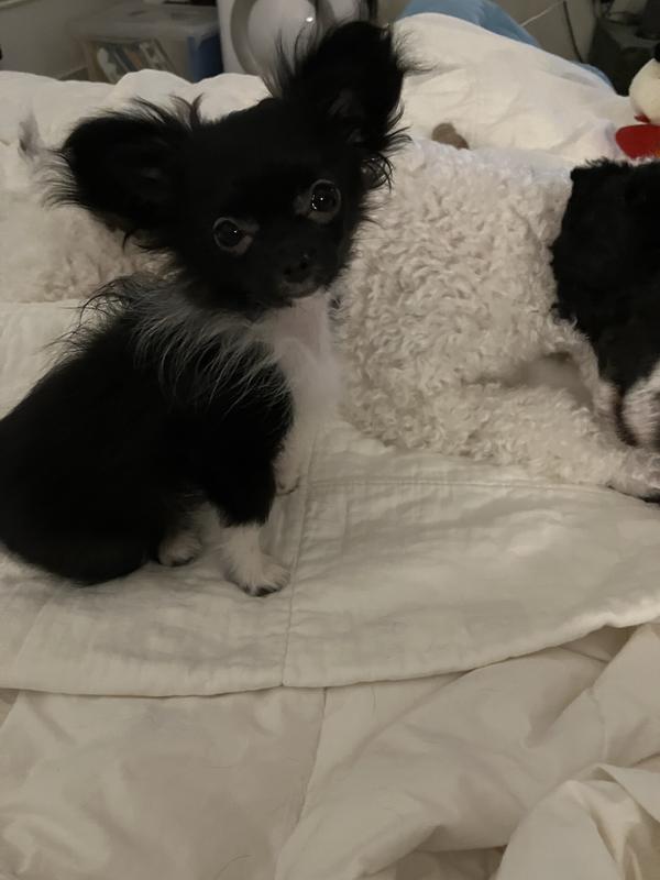 BILJAC America's VetDogs Skin & Coat Dog Treats, 10oz bag