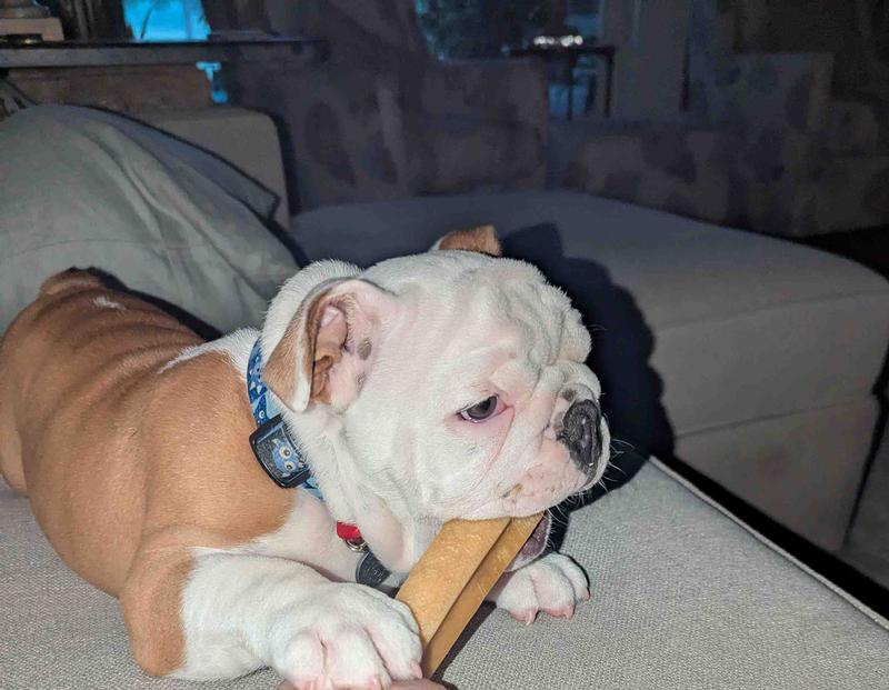 Bully Bunches for Bully Puppy