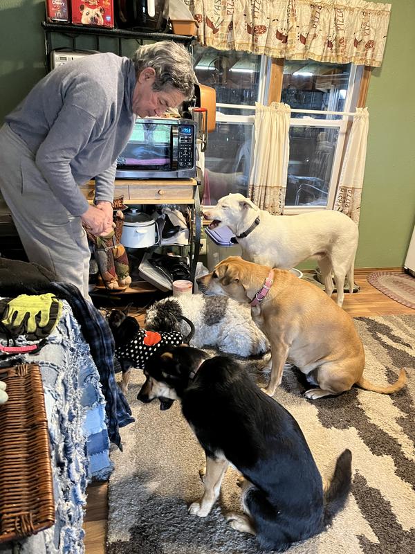 MILKBONE Original Medium Biscuit Dog Treats, 10lb box