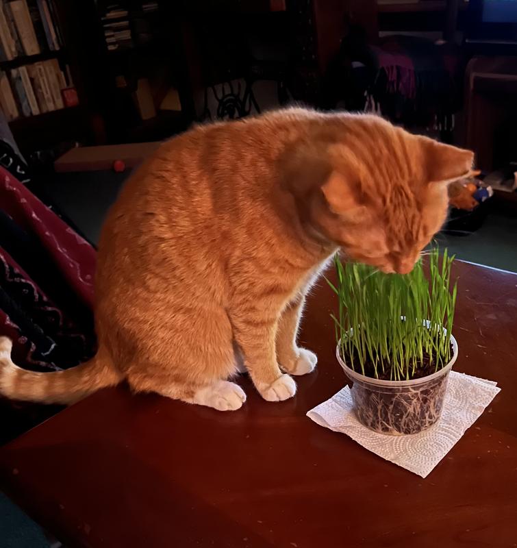 Cat tickling his face in his favorite Christmas gift