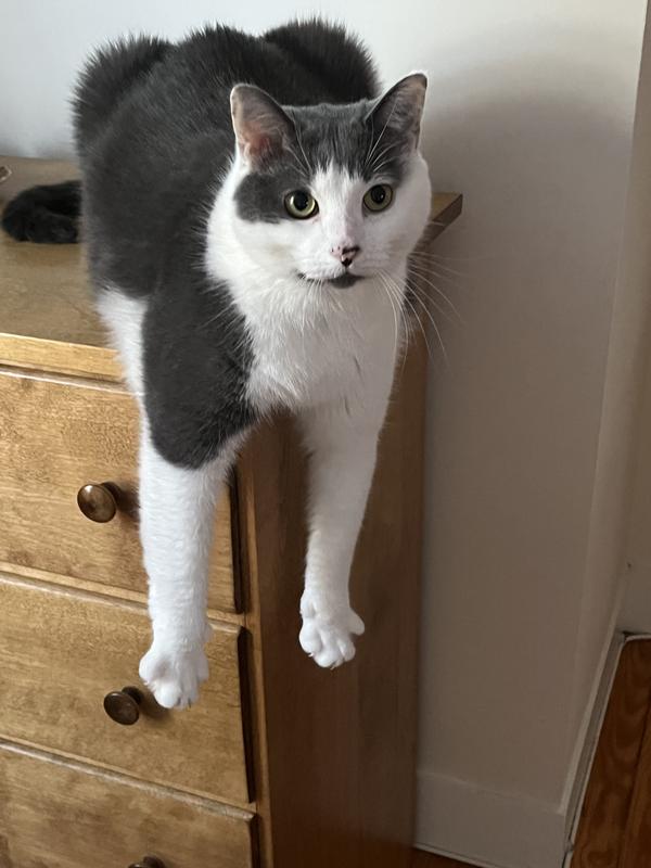 Discontinued KITTY'S WONDERBOX Disposable Litter Box, 3 count